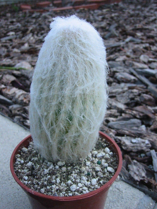 Fat Plants San Diego Espostoa Cactus (4 inch)