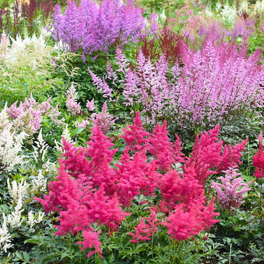 Giant Plume Assorted Astilbe Flowers - 3, 6, or 9 Bulbs -Attracts Butterflies, Bees & Hummingbirds - Great Gardening Gift (3 Bulbs)