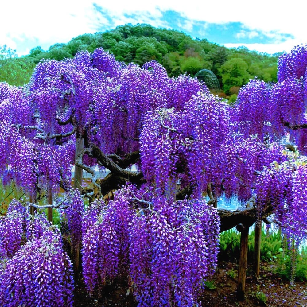 Purple Wisteria Vine Live Plant, 6-12" Tall in 2.5 Inch Pot, Hardy Climbing Flowering Plant for Garden or Patio,Wisteria Tree