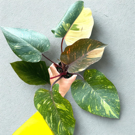 Philodendron Orange Princess Variegated Live Plant – Marble Galaxy Tropical Philodendron – Indoor & Outdoor Decorative Houseplant – Unique Gift for Home Decor, Plant Enthusiasts (Heat Pack Included)