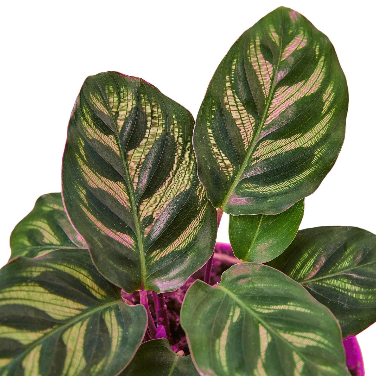 2 Pack Calathea 'Makoyana' in 4in Pot - Live Tropical Houseplant - Easy to Grow | Air Purifying | Pet Friendly | Variegated | USA Growers | The Snobby Leaf