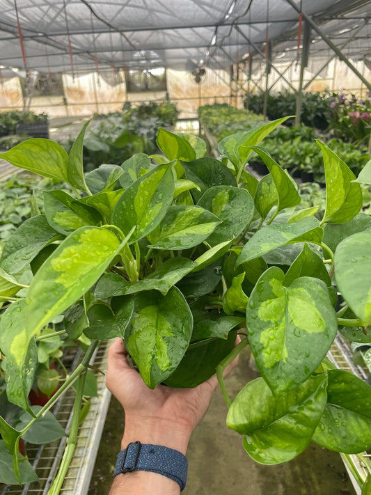 Pothos 'Global Green' | Live Plant for Indoor & Outdoor | for Living Room, Office, Bathroom | (6" Pot)