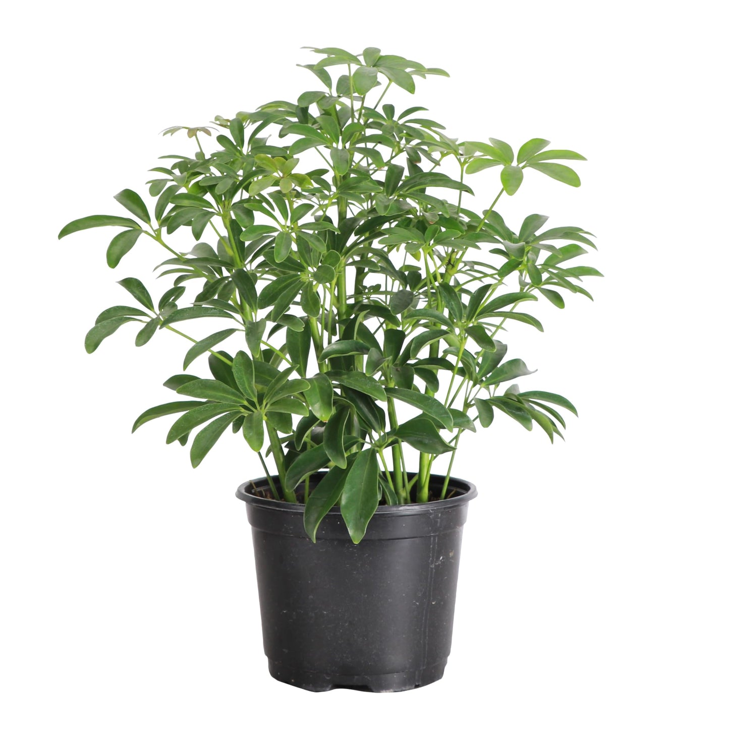 Thorsen's Greenhouse Live Arboricola Umbrella Tree Plant, Schefflera Arboricola, Natural Air Purifier, Easy to Grow, Live Indoor Houseplant, 6-inch Diameter (Growers Pot (6" Pot))