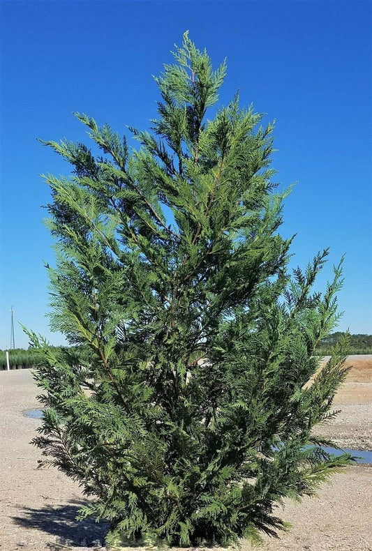 Live Plant - Murray Cypress Tree - Live Potted Plant - 6-12" Tall - 2.5" Pot - Christmas Tree