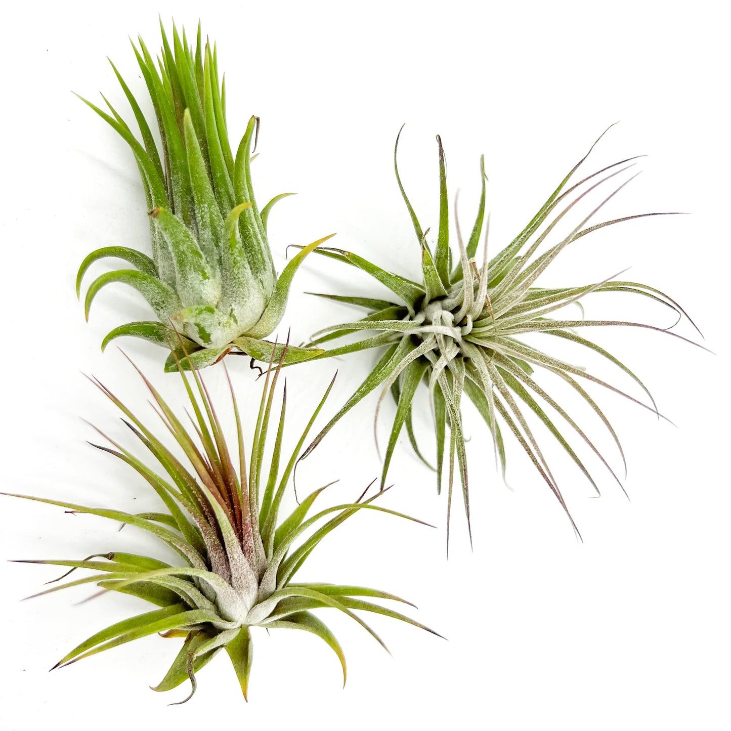 ragnaroc Air Plants - Tillandsia Ionantha Ionantha, Regular 2-3" - 3ct - Live Arrival Gauranteed - House Plants for Home Decor & Gift
