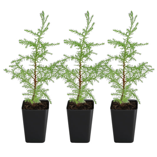 My Shelfie – Arizona Cypress Bonsai Starter Tree (Cupressus arizonica), Live Evergreen Plant for Indoor or Outdoor Bonsai Forest Garden, Home & Living Room Décor (3)