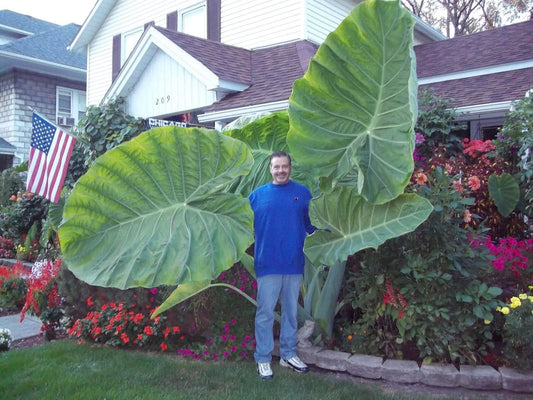 Colocasia Gigantea Thailand Giant - Leucocasia Elephant Ear Aroid Colocasia