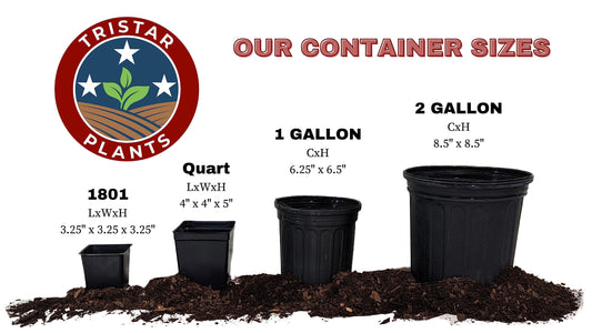 Tristar Plants - Santa Rosa Plum Tree - Sweet & Flavorful Fruit - 1 Gallon Trade Pot