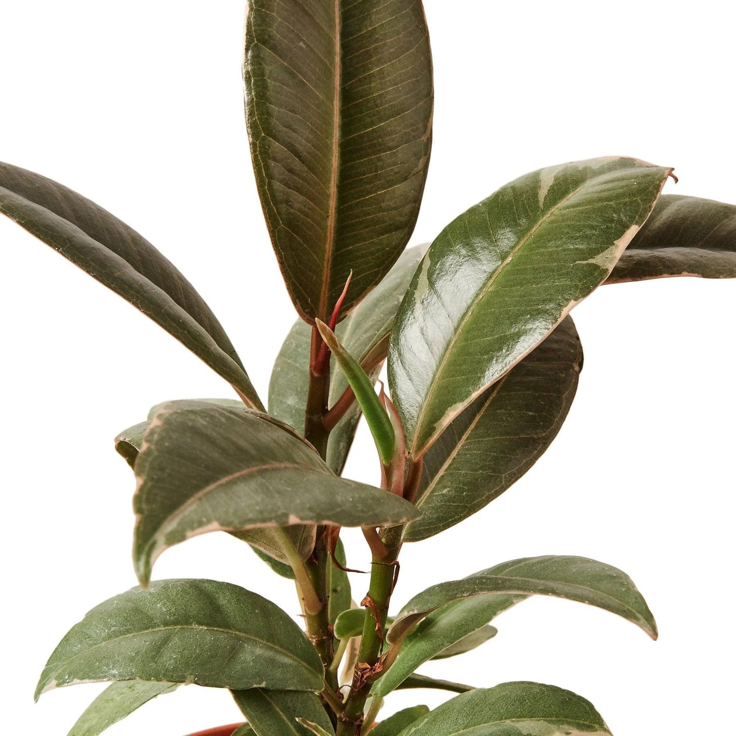 10 Pack Ficus Elastica 'Tineke' in 6in Pot - Live Plants Tropical Houseplants | Variegated | USA Growers | The Snobby Leaf