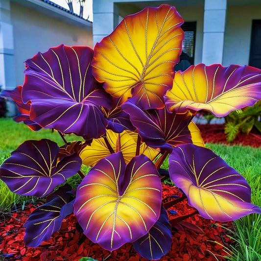BGNIORT Elephant Ear for Planting/Elephant Ear Vibrant Colors，Landscape Design for Outdoor Gardens and Balconies (8)