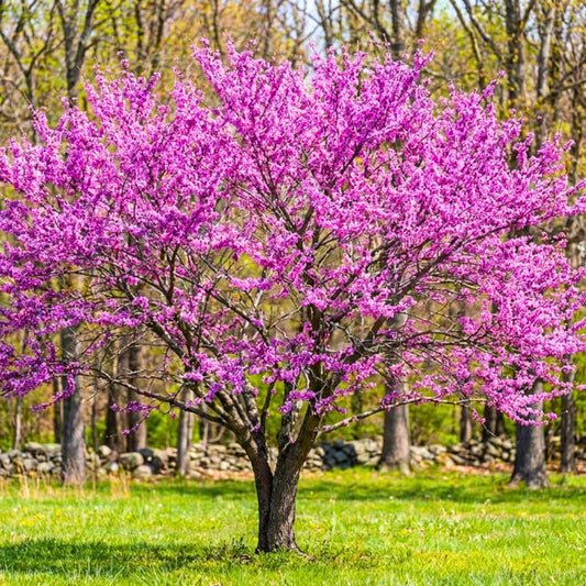 Purple Redbud Tree in Quart Pot, Hardy Red Bud Trees, Purple Flowering Tree, Winter Dormant, Border and Garden Planting