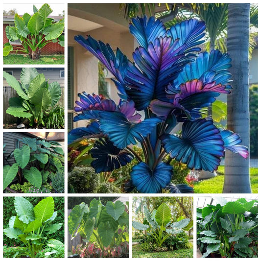 JYGXCT Elephant Ear Bulbs for Garden, Tropical Plant Tubers, Live Outdoor Plants-6 BULBS-H