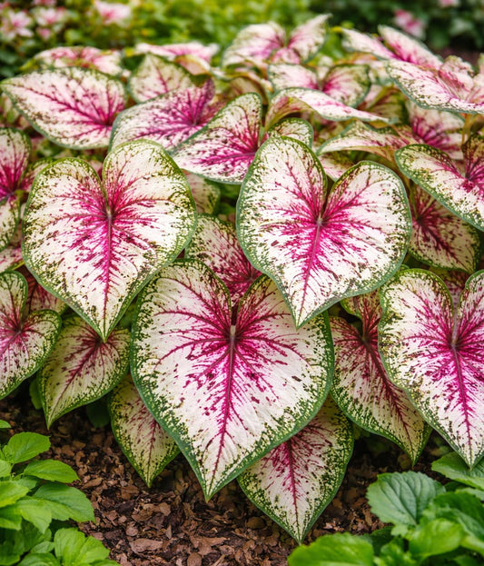 6 Wine Splashed Caladium Bulbs for Planting - Beautiful Spotted Leafs Stand Out - Perennial Hosta, Elephant Ears, Fancy (6 Bulbs)