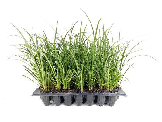 Evergreen Giant Liriope Muscari - 20 Live Plants - Drought Tolerant Low Maintenance Evergreen Groundcover Grass