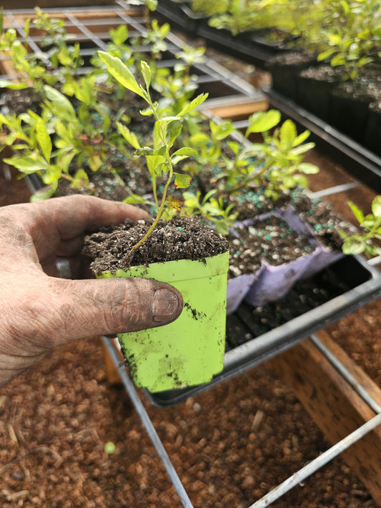 Live Wax Myrtle Tree Seedling Growing in 3 Inch Pot, Hedge Plant
