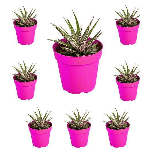 8 Pack Zebra Succulent in 4in Pot - Live Plants Tropical Houseplants | Variegated | USA Growers | The Snobby Leaf