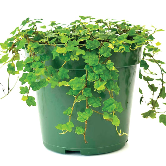 Live Plant String of Frogs 4" - Live Trailing Succulent Fully Rooted in Pot with Soil Mix - Rare House Plant for Home Office Wedding Hanging Decoration, DIY Projects, Party Favor(Heat Pack Included)