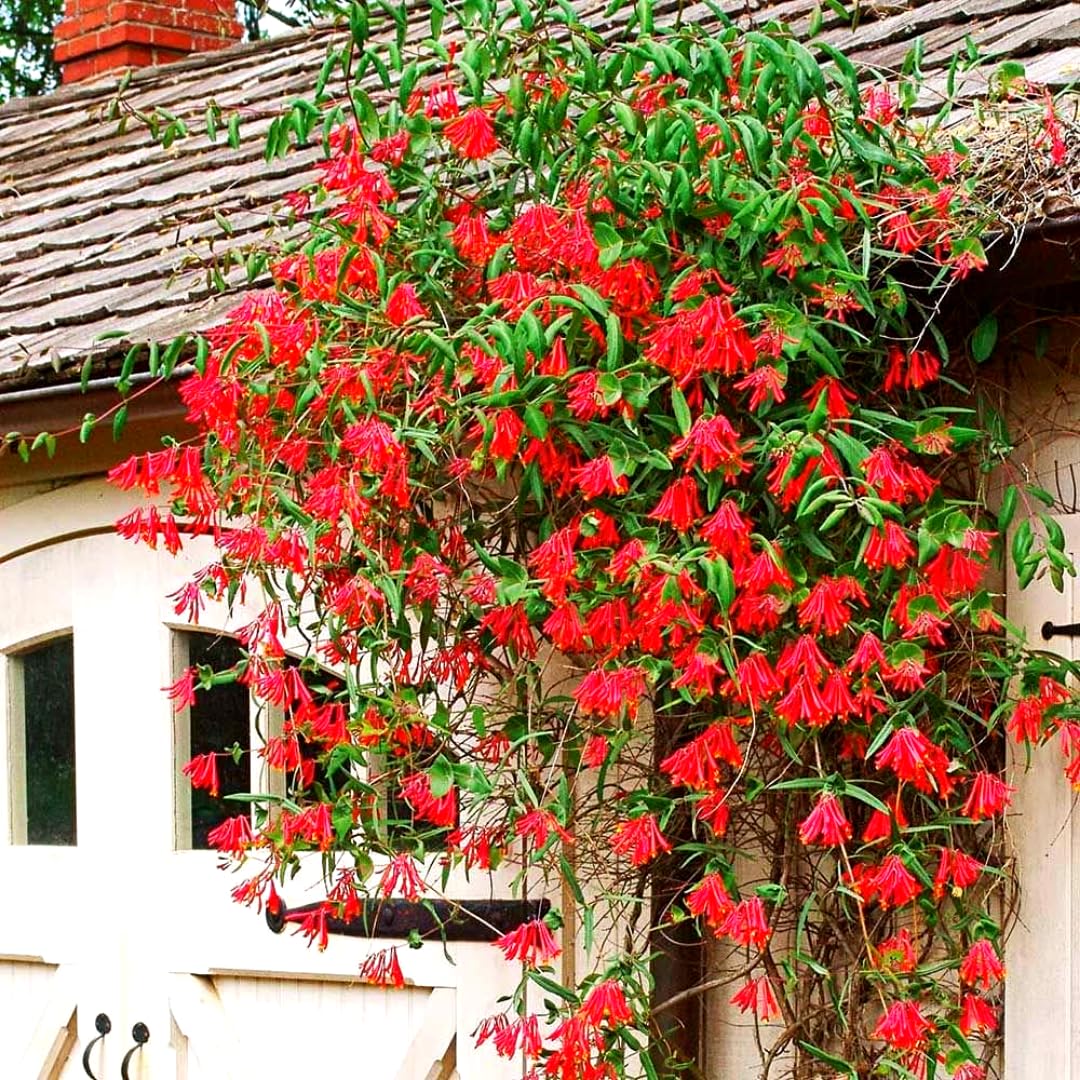 Fragrant Red Coral Honeysuckle Plants Live Vines, Perennial Lonicera Honeysuckle Plants, 5 to 9 Inches Tall