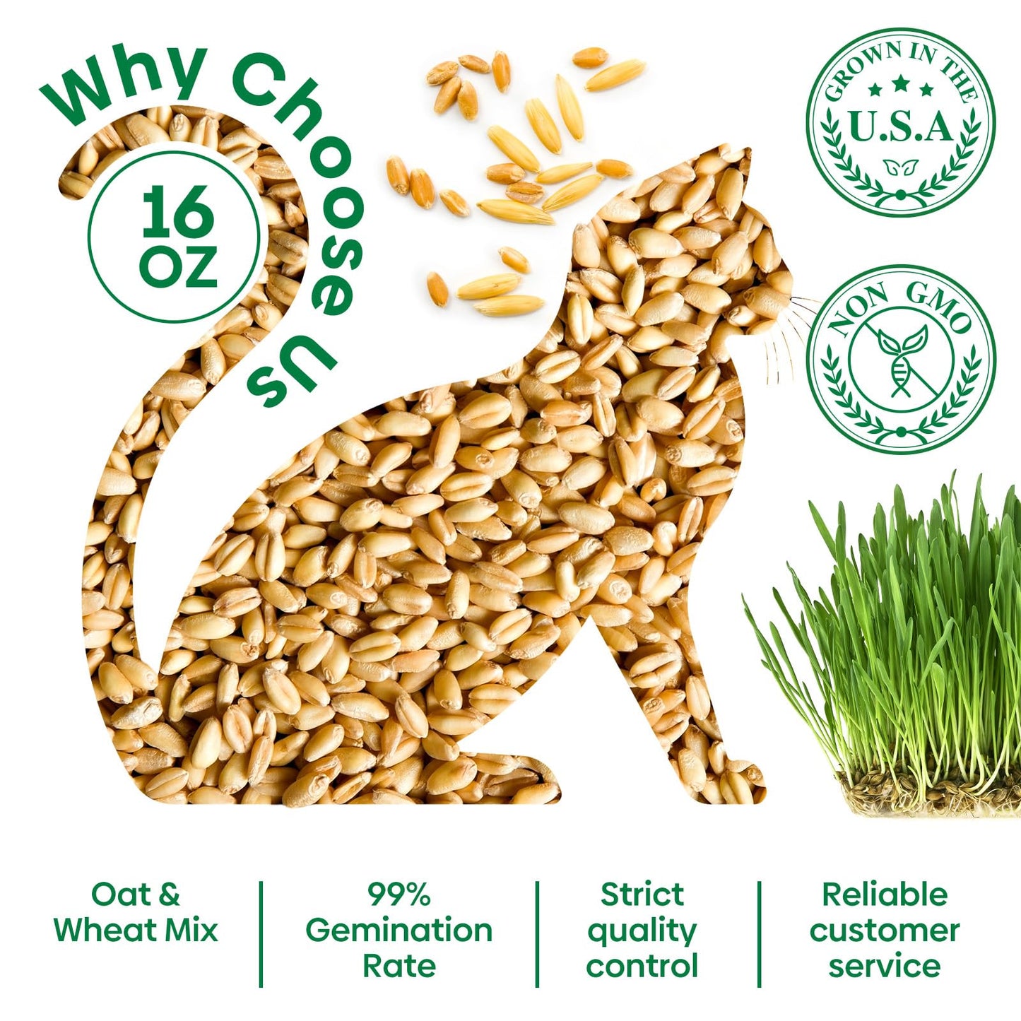 Groundio Cat Grass Seeds, 16 OZ, Grown in The USA for Indoor Cats, Non-GMO, 1 Pound