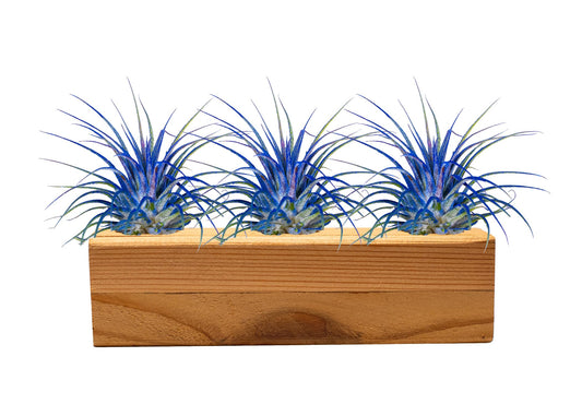 Air Plants 3 Pack - Tillandsia Ionantha - 3 Hole Planter - Organically Enhanced Color - Live Arrival Guaranteed - House Plants for Home Decor & Gift (3Pk + Black Planter) (3Pk Blue Bell + Tan 3 Hole)