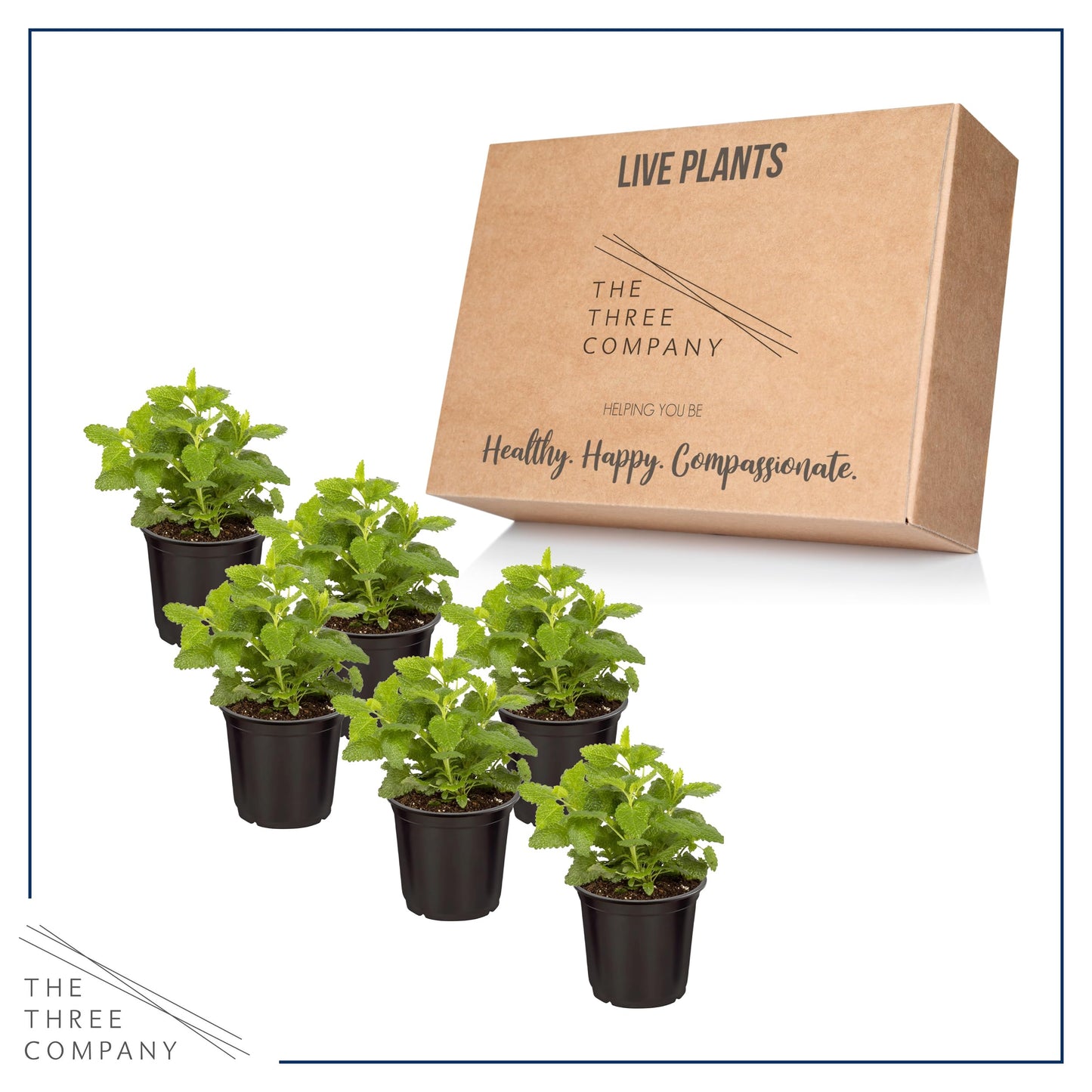 Live Aromatic and Edible Herb - Lemon Balm (6 Per Pack), Naturally Reduces Stress and Improves Air Quality, 8" Tall by 4" Wide