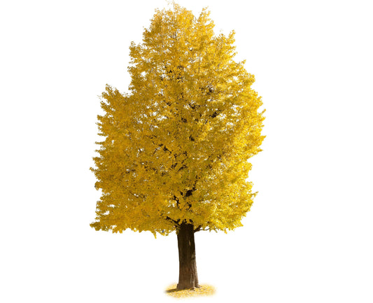 Ginkgo Tree (Ginkgo biloba) Live Tree | Ancient Hardy Shade Tree with Fan-Shaped Leaves | Brilliant Golden Fall Color (5 Trees)