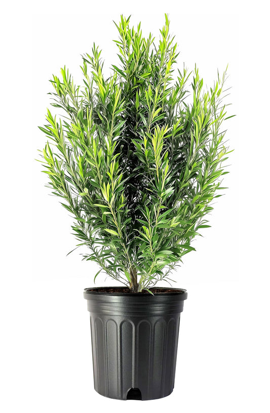 Podocarpus Macrophyllus Japanese Yew | 2 Extra Large Trade 3 Gallon Plants | Evergreen Shrub, Low Maintenance, Drought Tolerant, Privacy Screen Landscaping, Fast Growing, Ornamental Foliage