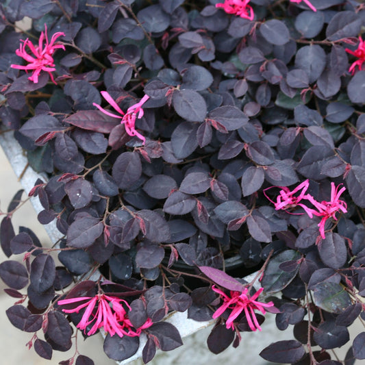 Proven Winners Jazz Hands Mini Chinese Fringe-Flower (Loropetalum chinense) Live Plant, 4.5" Qt, 4 Pack