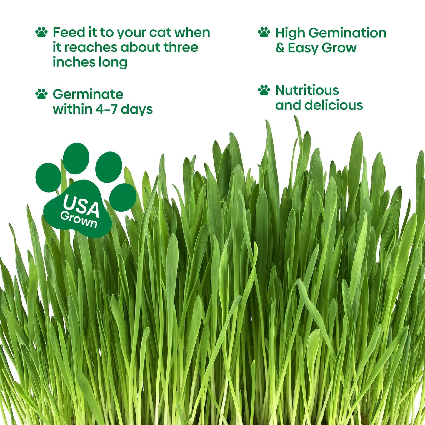 Groundio Cat Grass Seeds, Barley, Oats, Wheat, Rye 4 Varieties, Non-GMO Fast Germinate in 4-7 Days, Sourced from USA for Indoor Cats, 4 Ounce