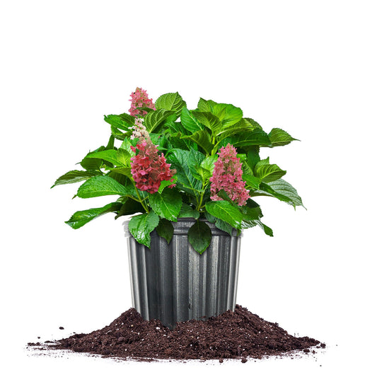 Perfect Plants Pinky Winky Hydrangea 3 Gallon | Live Shrub for Landscaping | Pink & White Cone Shaped Blooms