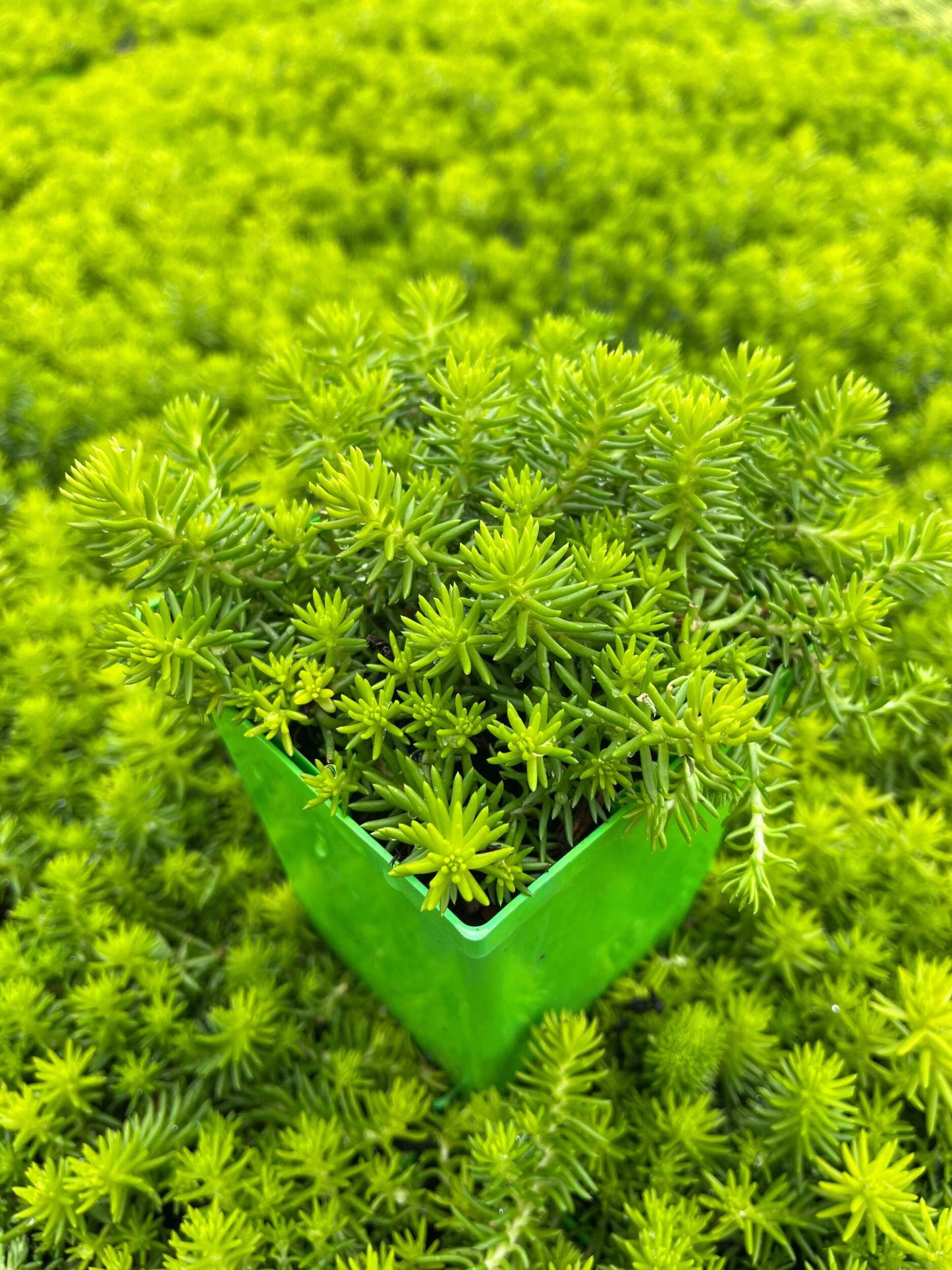 Perennial Farm Marketplace Sedum rupestre ‘Prima Angelina’ (Stonecrop) Live Perennial, Size-Quart, Golden Foliage