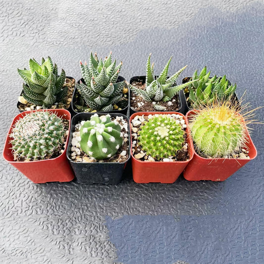Succulent Plants (8 Pack), Live Assorted Succulents Fully Rooted in 2" Pots with Soil, for DIY, Home Decor, Wedding Party Favor Gift, Easy to Grow (Haworthia + Cactus)