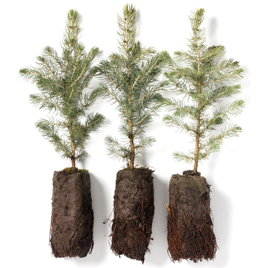 Colorado Blue Spruce Jumbo Tree Plug Seedlings | 12"-18" | Arbor Day Foundation (3-Pack)