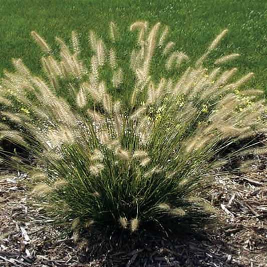 Live Plant - Hameln Dwarf Fountain Grass - Live Plant - (2.5 Qt)