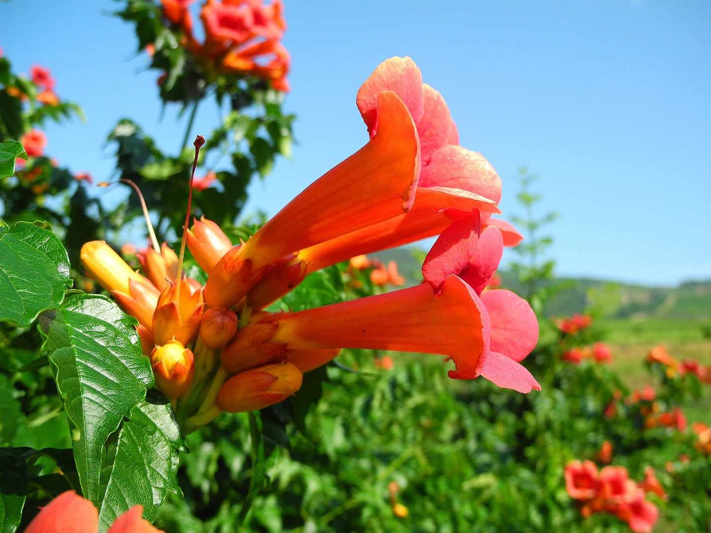 Greenwood Nursery: Live Perennial Plants - Orange Trumpet Creeper Vine + Campsis Radicans - [Qty: 3X Pint Pots] - (Click for Other Available Plants/Quantities)