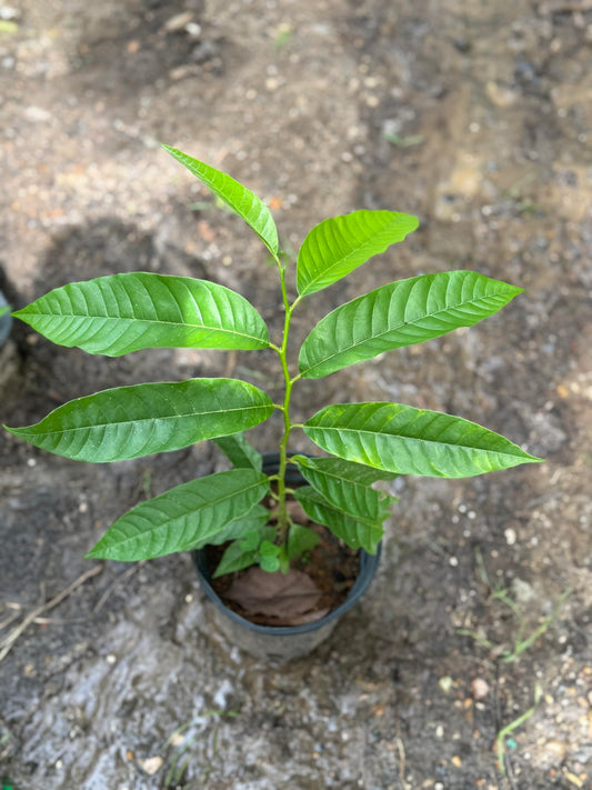 Custard Apple (Annona squamosa) Live Fruit Tree Arbol vivo Perfect for Garden