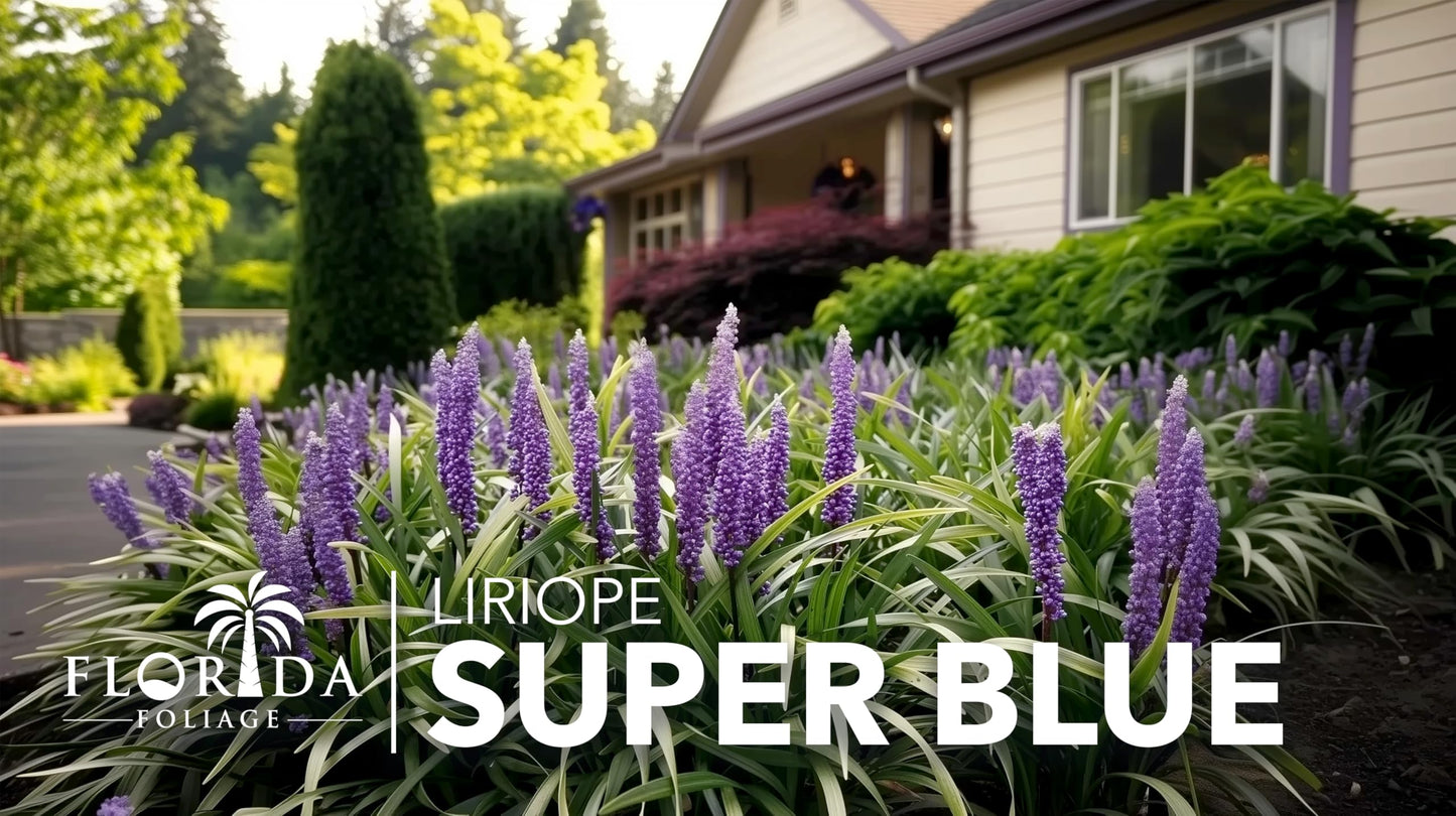 Super Blue Lilyturf - Liriope Muscari - 1 Live 4 Inch Pot - Drought Tolerant Low Maintenance Groundcover Plants