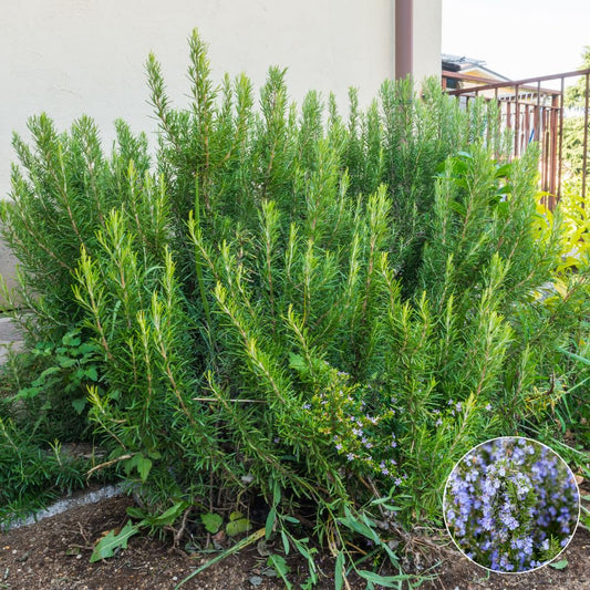 Set 3 Blue Rosemary Plants Live, Rosemary Live Plant, Edible and Fragrant Herbs, Rosemary Seedling for Indoor Outdoor Planting, 4-6 Inches Starter Plant