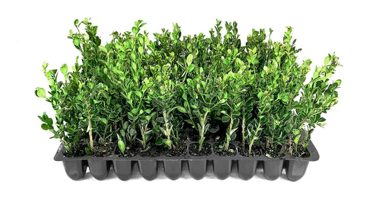 Winter Gem Boxwood | 10 Live Plants | Buxus microphylla Japonica ‘Winter Gem’ | Compact Evergreen Shrubs | Formal Garden Plants for Borders