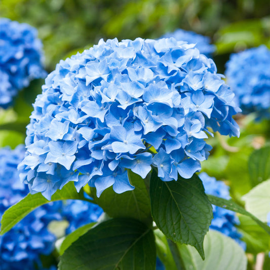 Garden State Bulb Nikko Blue Hydrangea Shrub, Bare Root, Spring Planting (Bag of 2)