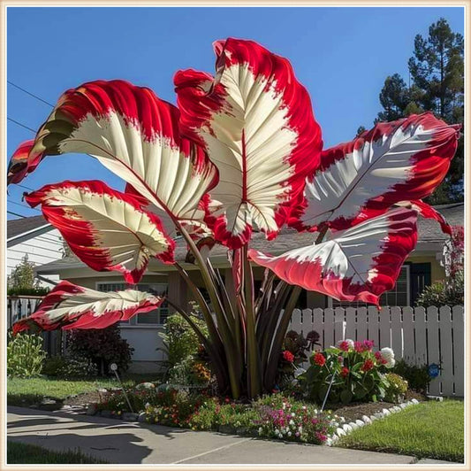 YIJKDSC Elephant Ear for Planting Beautiful Assortment for Outdoor Garden Landscapes,Ideal for Home Gardens & Patios-m (d, 2bulbs)