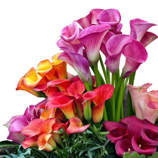 Easy to Grow Calla Lily Rainbow Mix 12 Bulbs - Colorful Flowers Blooms in Summer Sun Tropical Spring Planted