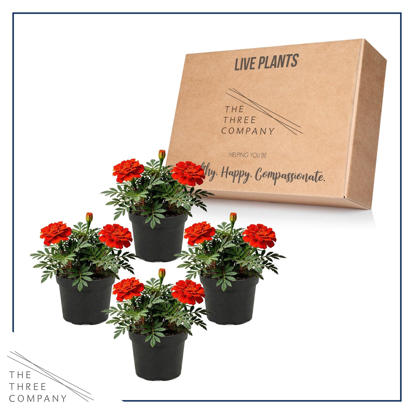 Live Flowering Marigold - Durango Red (4 Per Pack), Beautiful Spring Color, 8" Tall by 4" Wide in 1 Pt Pot