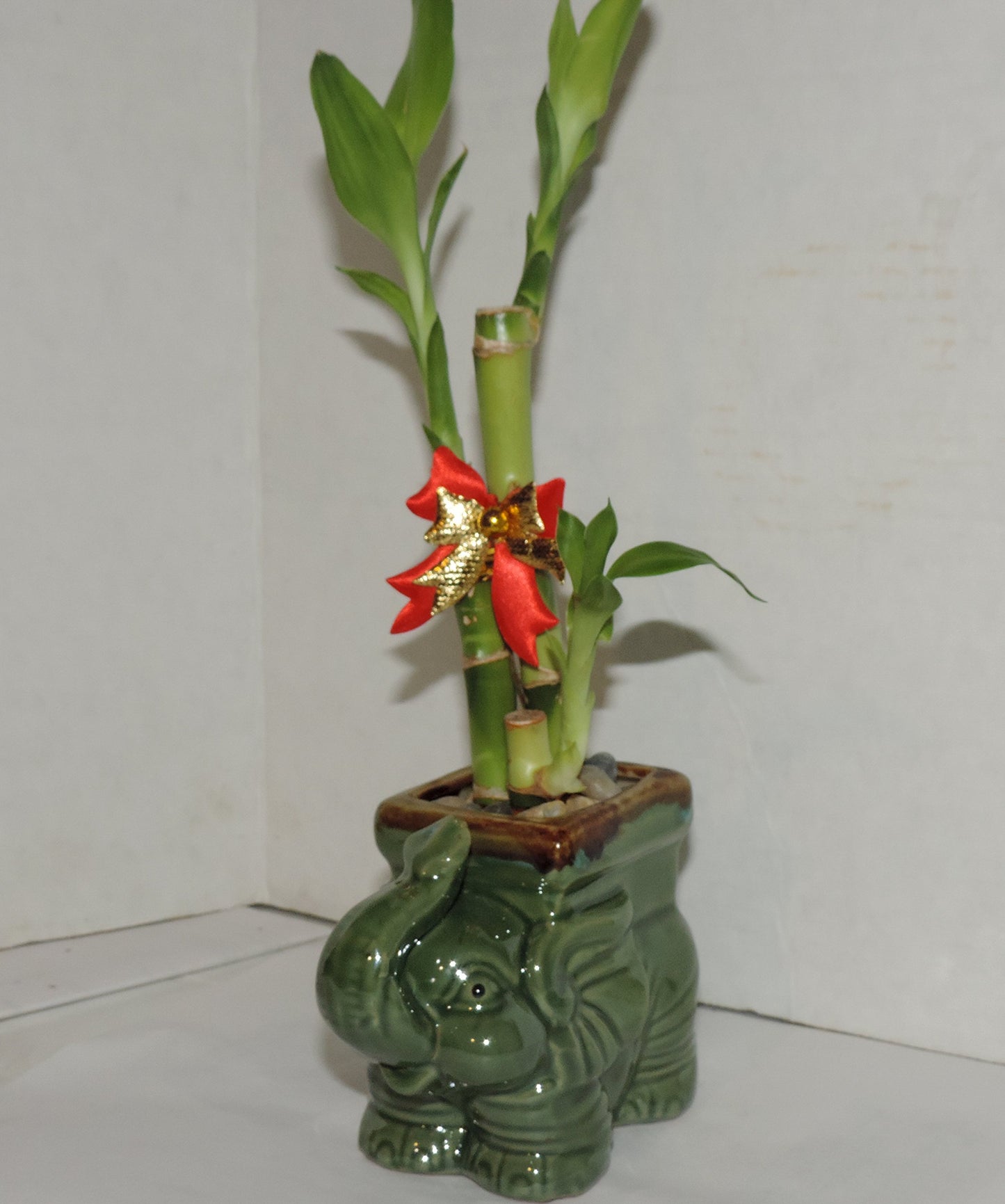 JMBAMBOO- Live 3 Style Lucky Bamboo Plant Arrangement with Ceramic elephant Vase