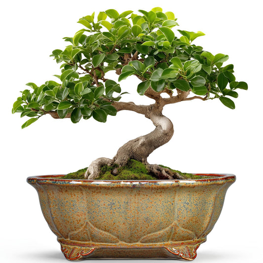 Teagas Ceramic Bonsai Pots - 11 Inch Succulent Planters for Indoor Outdoor Plants, Bonsai Tree Pots with Drainage Hole, Shallow Succulent Plant Pot, Room Decor, Plant Lover Gift, Oval Yellowish Brown