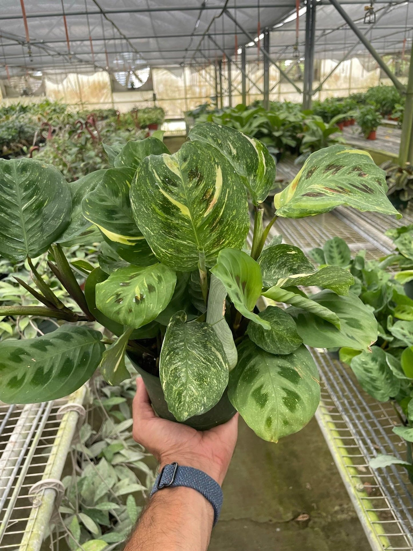 Maranta Variegated 'Beauty Kim' | Live Plant for Indoor & Outdoor | for Living Room, Office, Bathroom | (4" Pot)