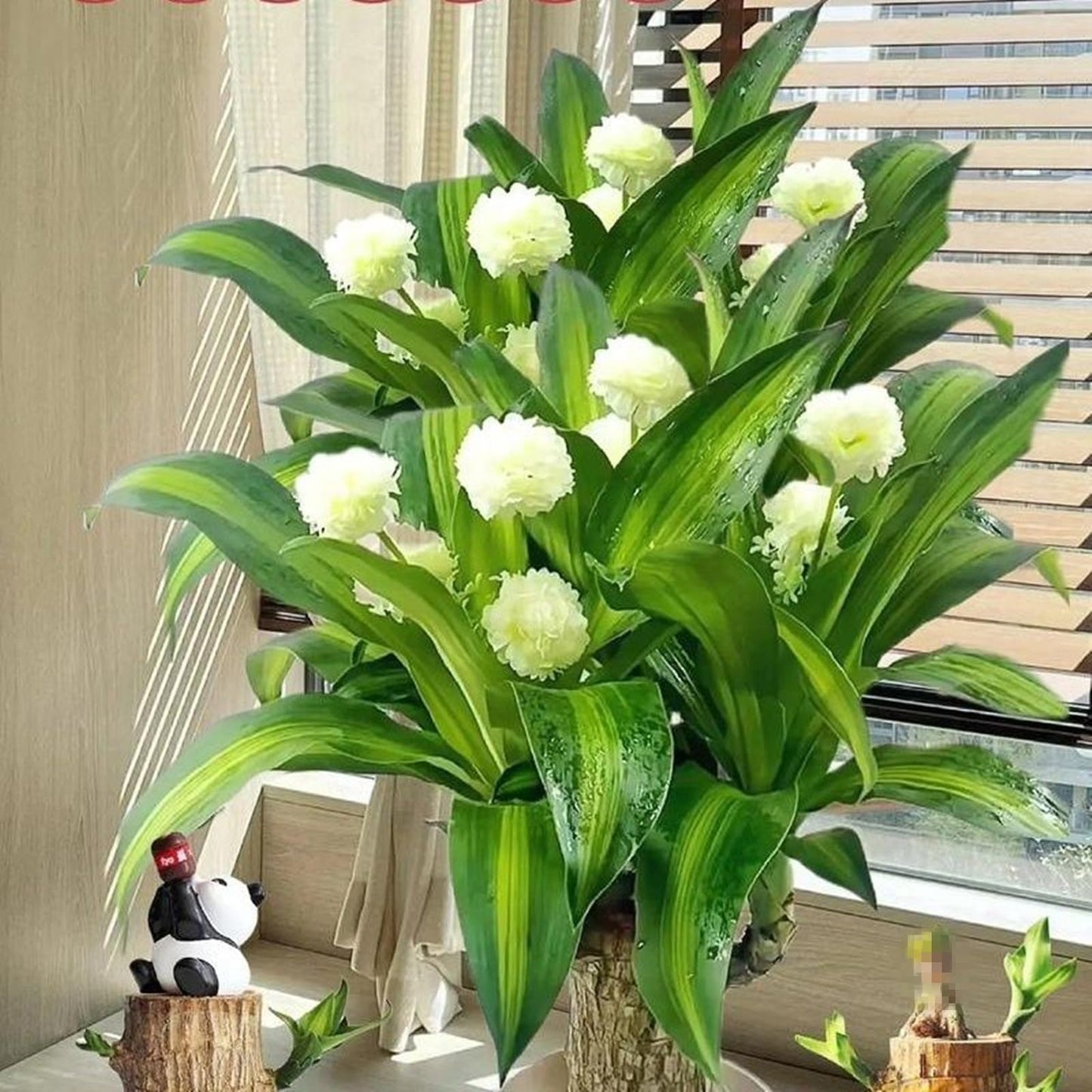 Brazilian Lucky Wood Plant,Brazilian Wood Doesn't Need to Wait to Sprout, Natural Air Cleaner, Suitable for Home Office Desk Decor (Gray)