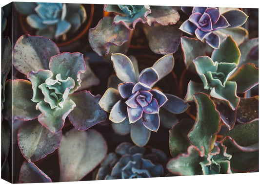 SIGNFORD Canvas Print Wall Art Green & Purple Echeveria Succulent Array Floral Plants Photography Realism Southwest Relax/Calm Multicolor Ultra for Living Room, Bedroom, Office - 32"x48"