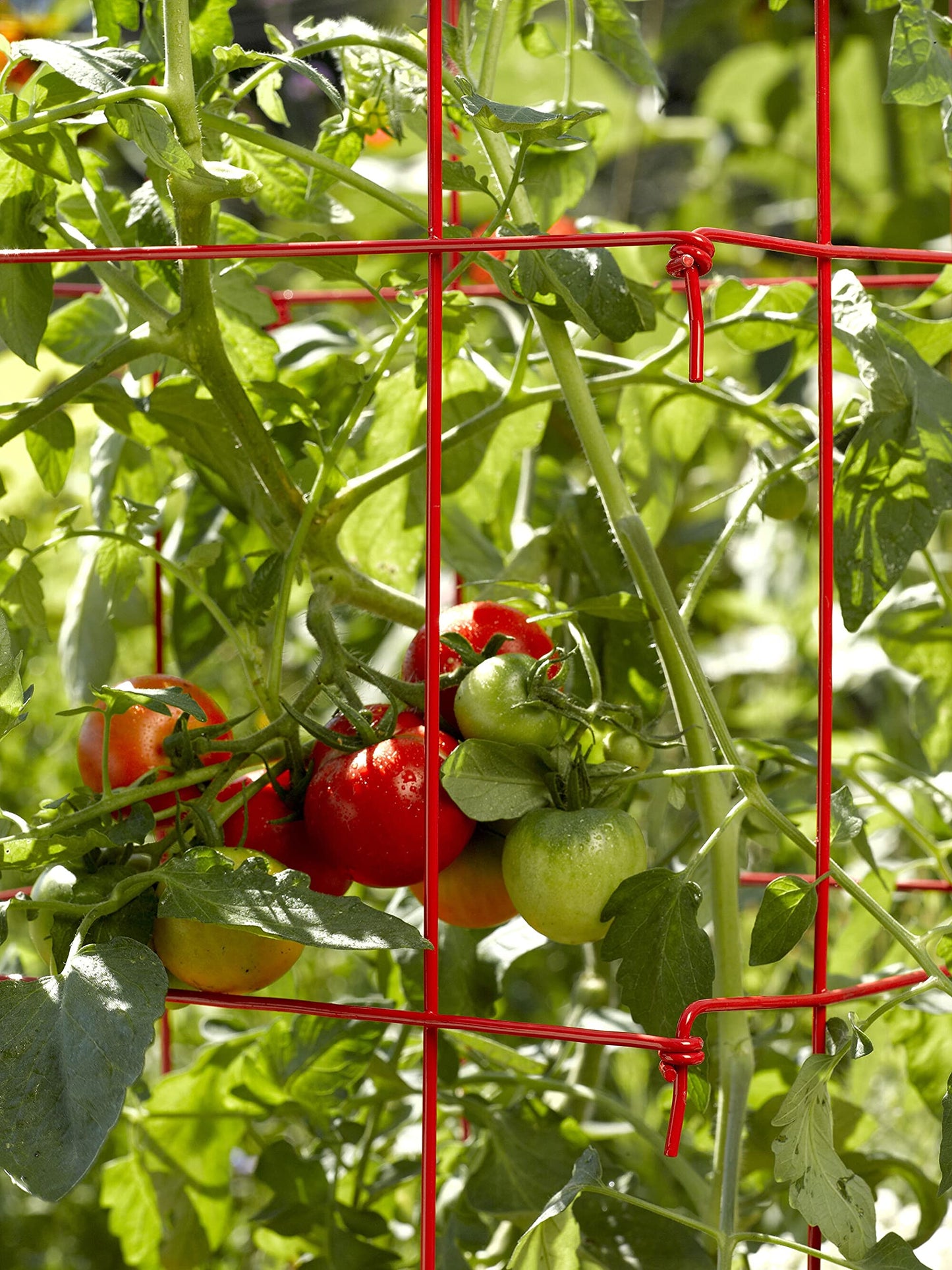 Gardener’s Supply Company Lifetime Tomato Cages | Heavy Gauge Sturdy Garden Plant Supports for Vegetables and Other Climbing Plants | No Assembly Needed - Green (Set of 4)