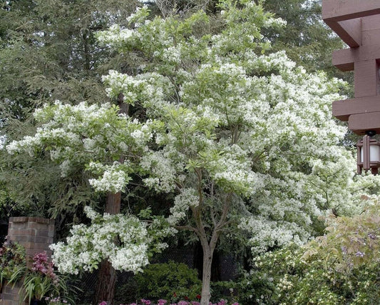 Live Plant - White Fringe Tree/Shrub - 6-12" Tall Live Plant, Qt Pot - Chionanthus virginicus